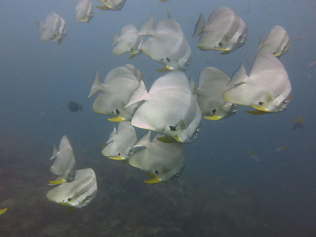 batfish